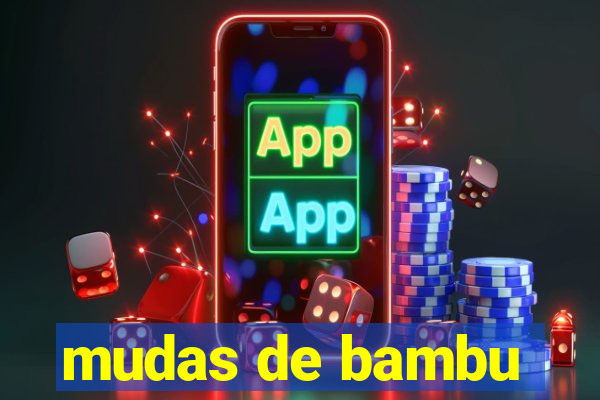 mudas de bambu